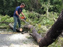 Best Stump Grinding and Removal  in Chalmette, LA