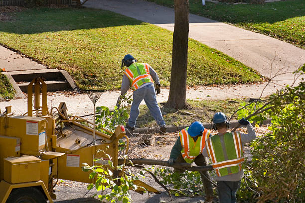 Best Tree Removal  in Chalmette, LA