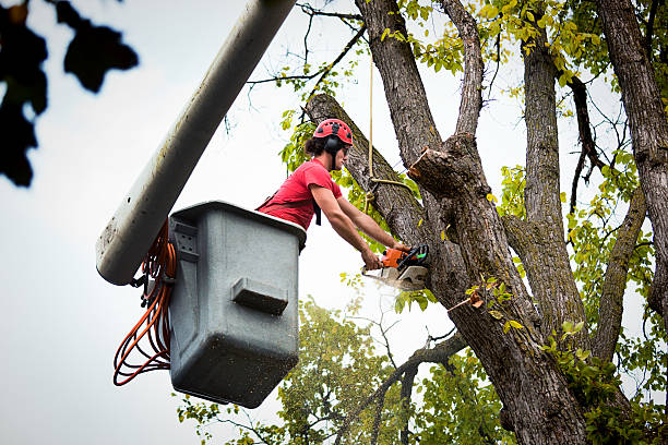 How Our Tree Care Process Works  in  Chalmette, LA